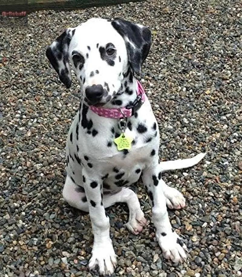 Klippy Pet Tag Quick Clips - Cat & Dog Collar for ID Tags Holder Efficient Ring Attachment Clip for Safety - Silver, 2 Pack.